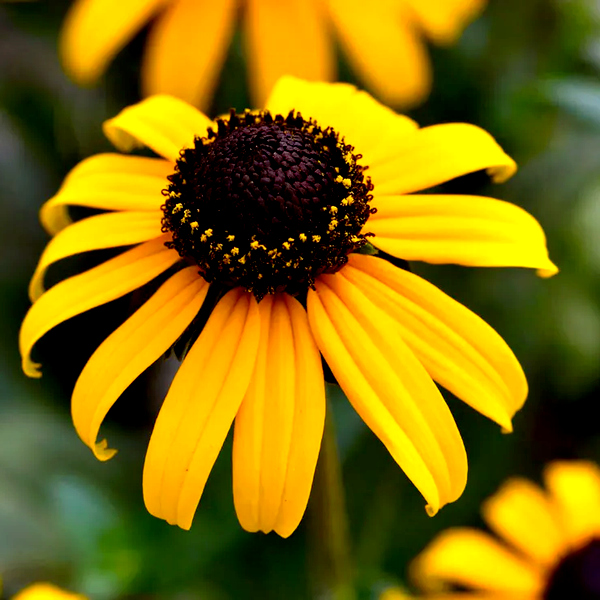 Goldblitz Rudbeckia Seeds
