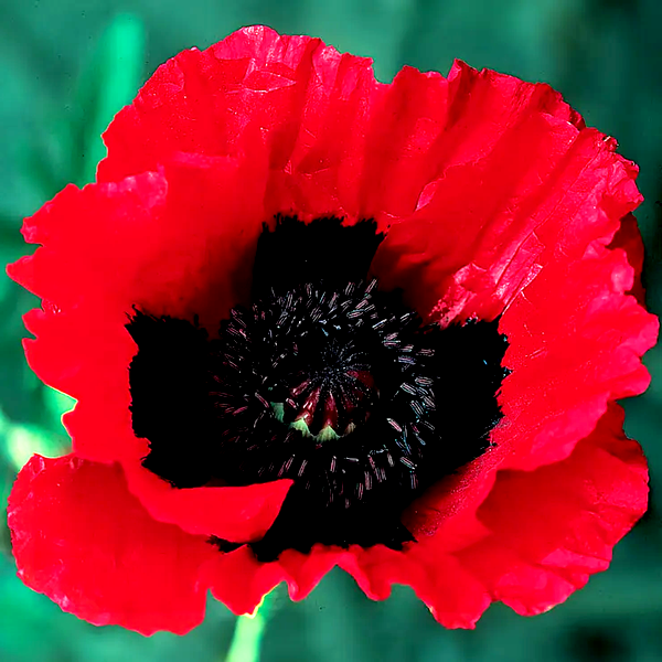 Great Scarlet Poppy Seeds