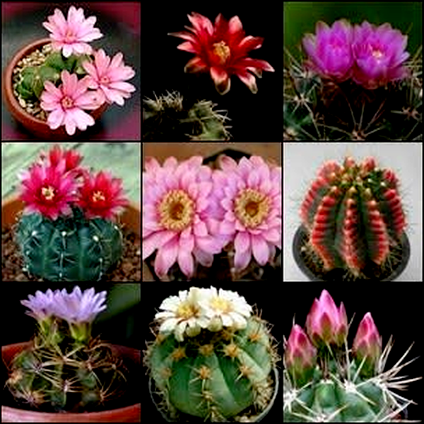 Gymnocalycium Mixed Species