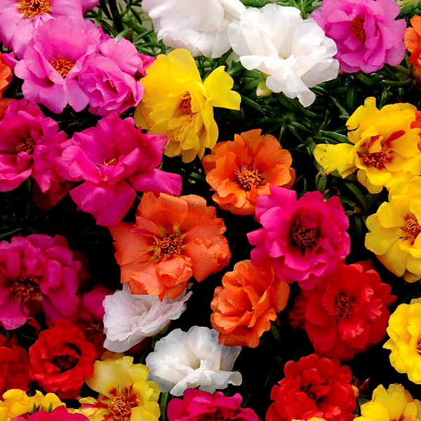 Happy Hour™ Mix Moss Rose Seeds