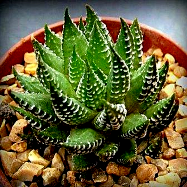 Haworthia coarctata