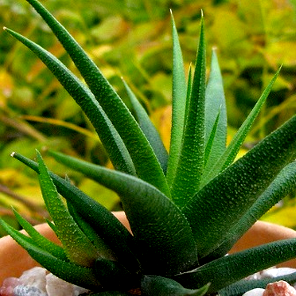 Haworthia glabrata