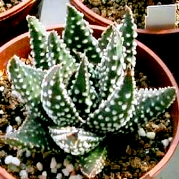 Haworthia maxima