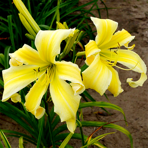 Heavenly Flight of Angels