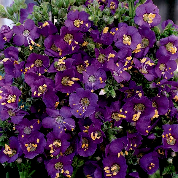 Heavenly Habit' Polemonium Seeds