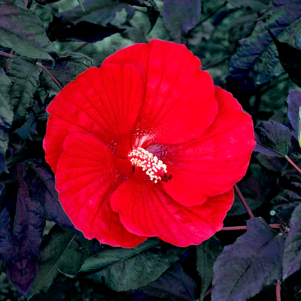 Hibiscus 'Midnight Marvel' Rose Mallow