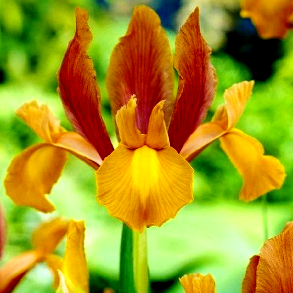 Hollandica Autumn Princess