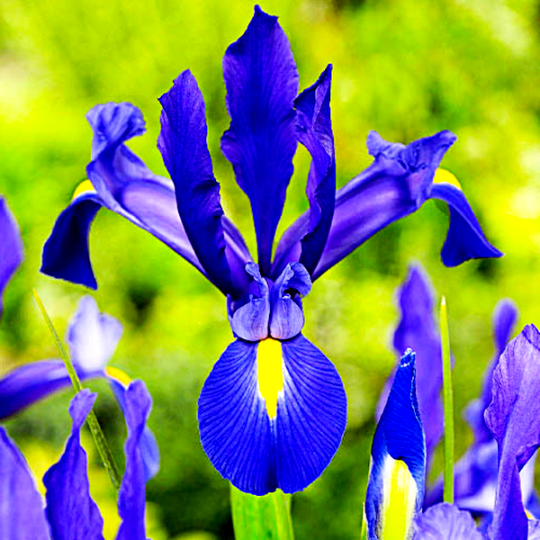 Hollandica Discovery