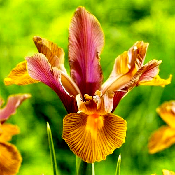 Hollandica Lion King