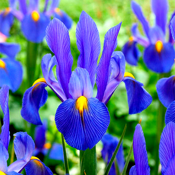 Hollandica Mickey Ocean