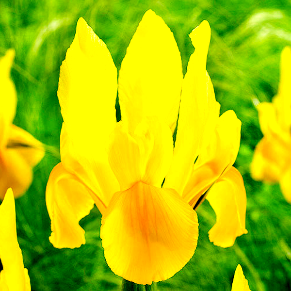 Hollandica Stronggold