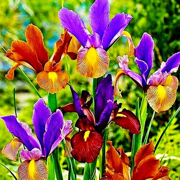 Hollandica Tiger Mix