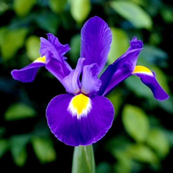 Hollandica Young Star