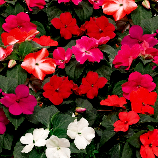 Imara™ XDR Mix Impatiens Seeds