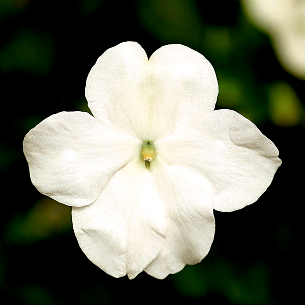 Imara™ XDR White Impatiens Seeds