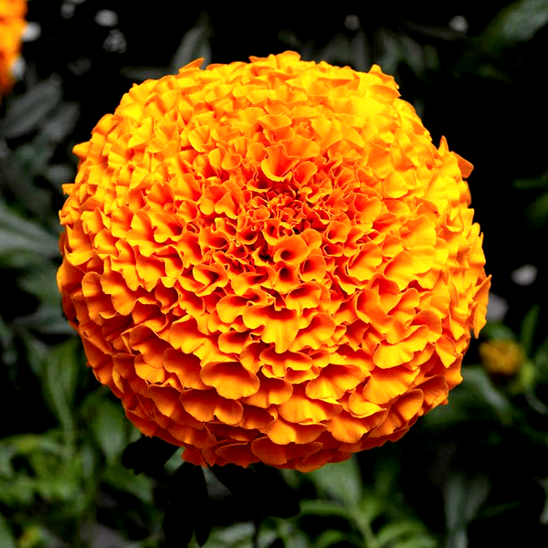Inca II™ Deep Orange Hybrid Marigold Seeds
