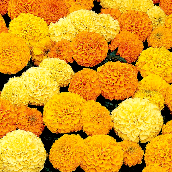 Inca II™ Mix Hybrid Marigold Seeds