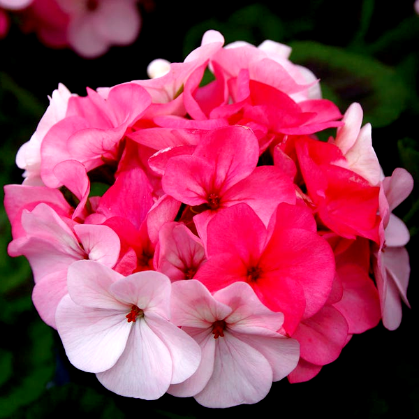 Inspire Appleblossom Geranium Seeds