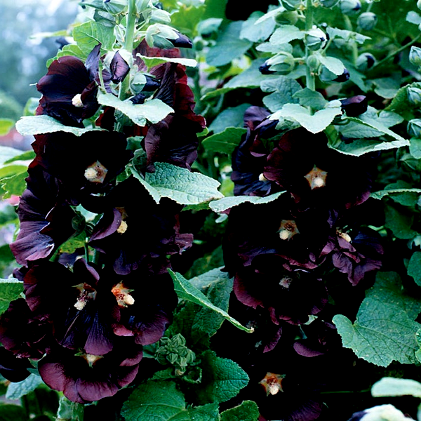 Jet Black Hollyhock Seeds