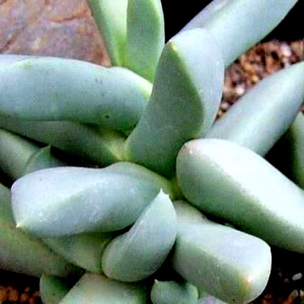 Juttadinteria albata