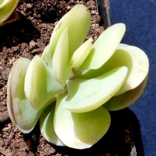 Kalanchoe alticola