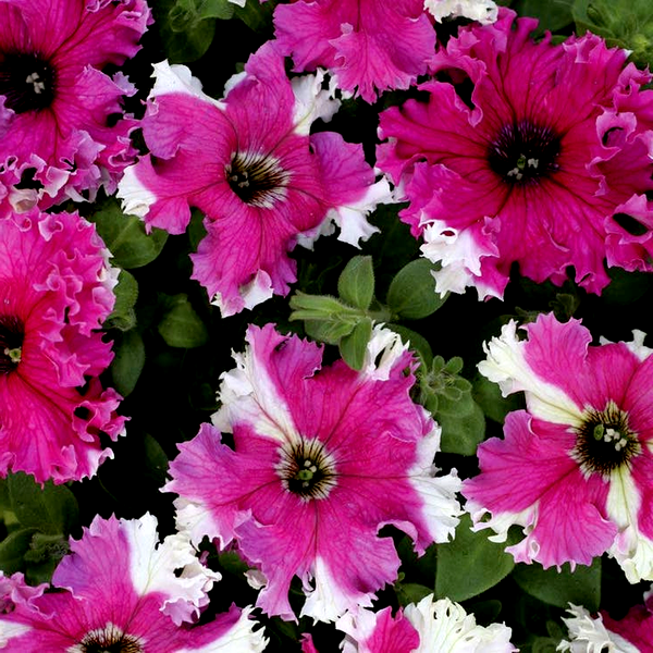 Karkulka Petunia Seeds