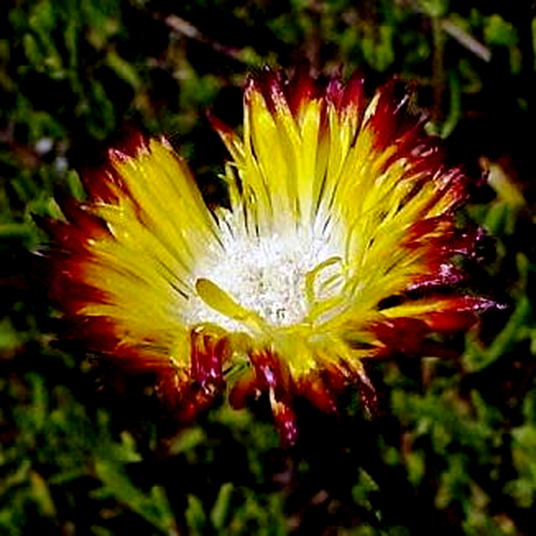 Lampranthus bicolor