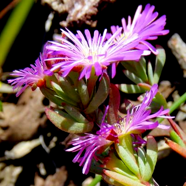 Lampranthus glomeratus