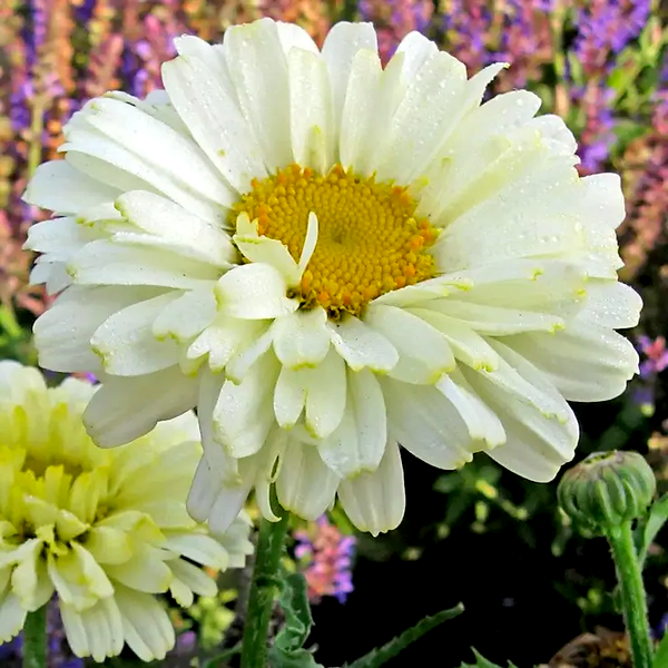 Leucanthemum 'Real Dream'