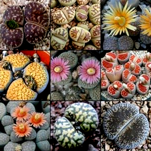 Lithops Mixed Species