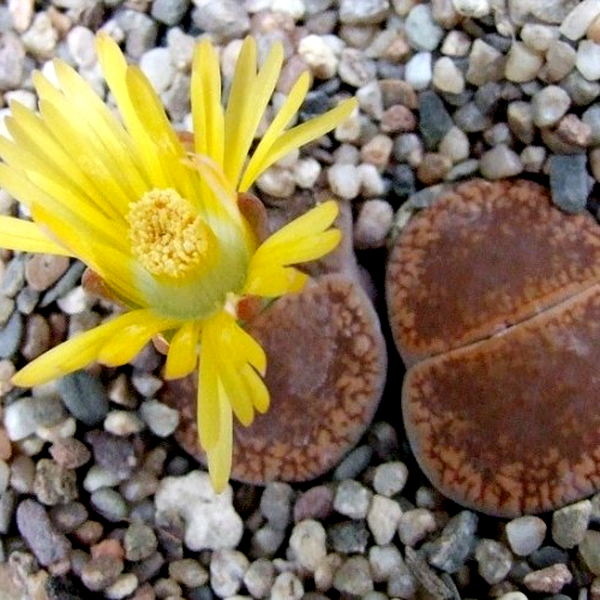 Lithops aucampiae Danielskuil