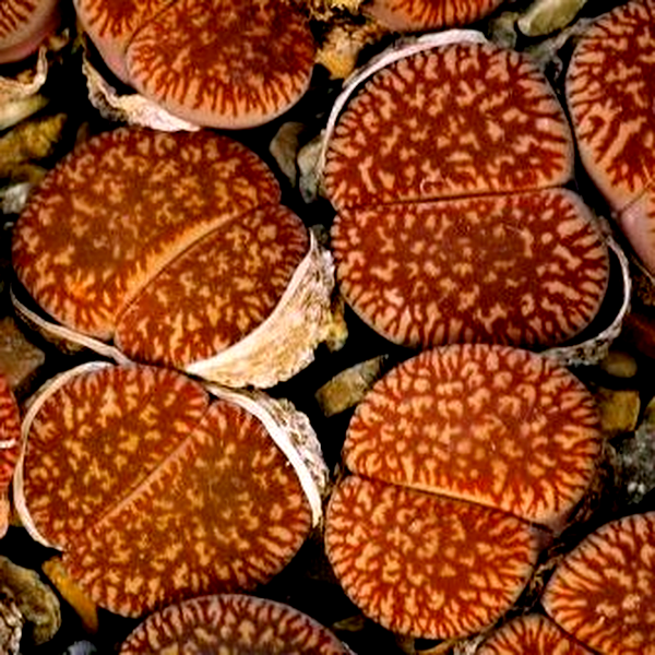 Lithops aucampiae ssp. euniceae