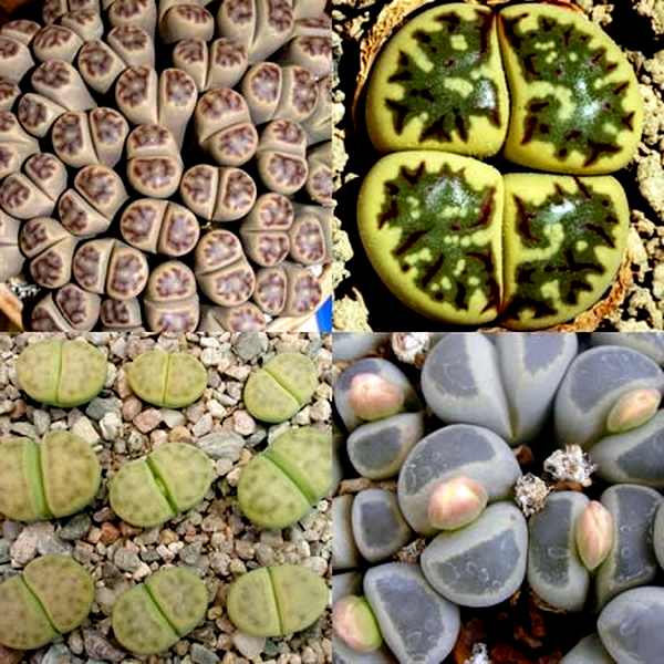Lithops dinteri Mixed Forms