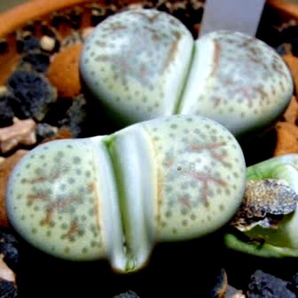 Lithops dinteri var friedericii