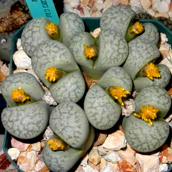 Lithops francisci