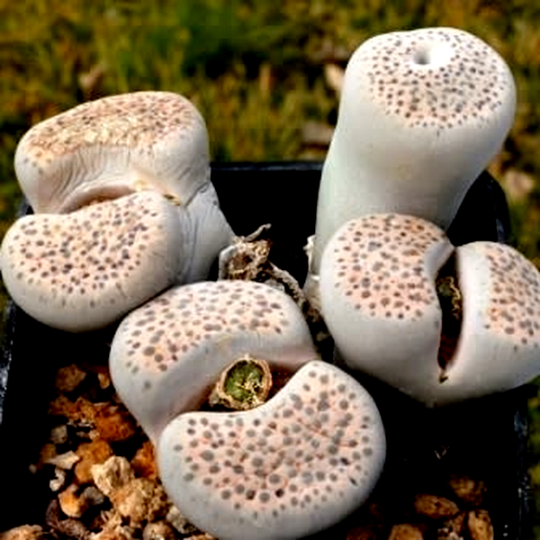 Lithops fulviceps var lactinea