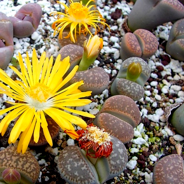 Lithops gesinae var annae