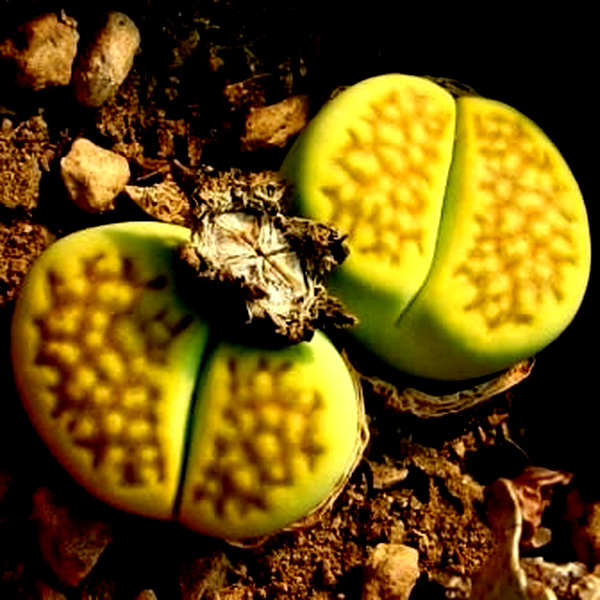 Lithops hallii var ochracea