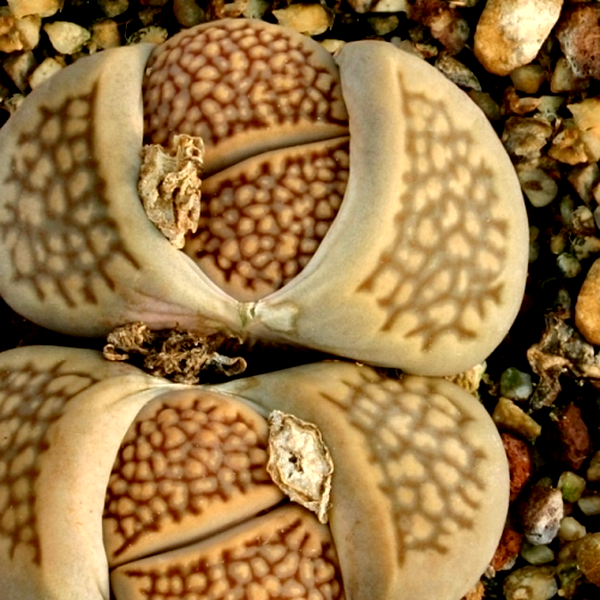 Lithops hallii var salicola