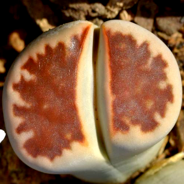 Lithops karasmontana ssp karasmontana