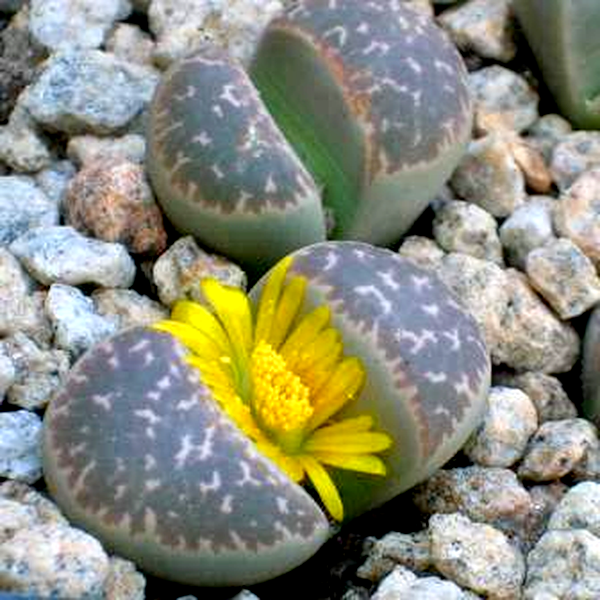 Lithops naureeniae