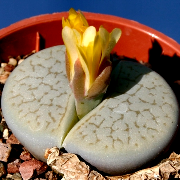 Lithops pseudotruncatella var dendritica