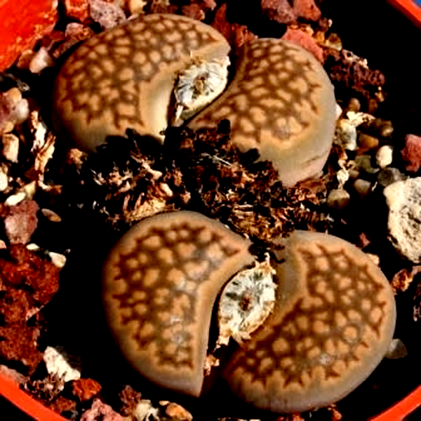 Lithops salicola var reticulata
