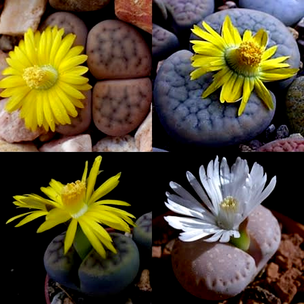 Lithops schwantesii Mixed Forms