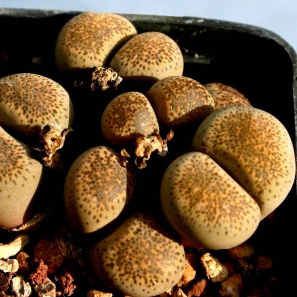 Lithops terricolor Prins Albert Form