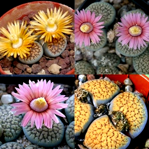 Lithops verruculosa Mixed Forms