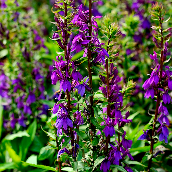 Lobelia Starship Blue Seeds