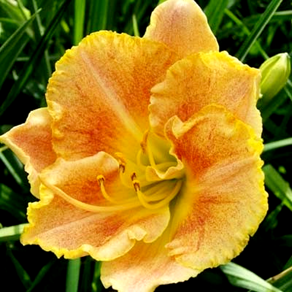 Longfields Marmalade