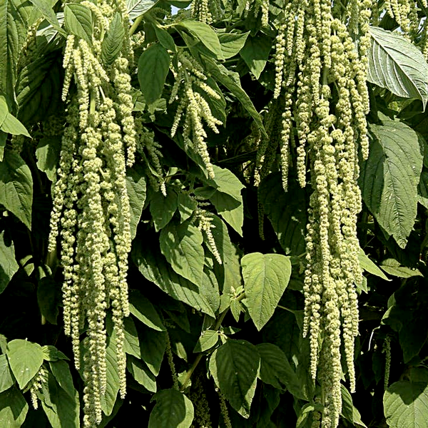 Love-Lies-Bleeding Green Amaranthus Seeds