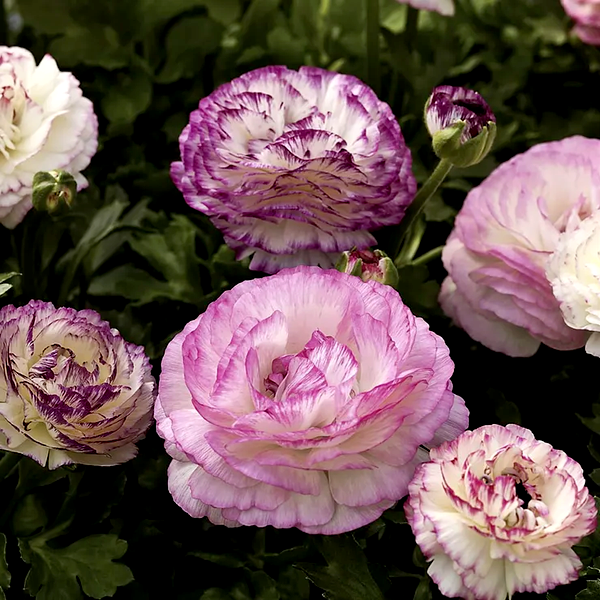 Mache™ Bicolor Mix Ranunculus Seeds